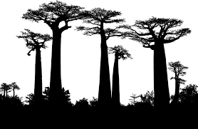 African tree silhouette | vector of a typical african tree in silhouette. Forest Trees Silhouette Free Vector Graphic On Pixabay