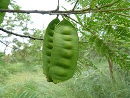 Image result for Entada abyssinica