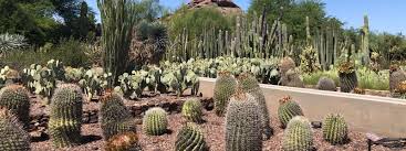 Then copy the code and apply it on checkout page.your total amount will get discounted from the above coupon codes and you will. Desert Botanical Garden In Phoenix Az Free Fun Guides