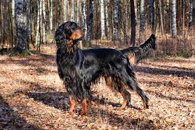 All pups in this litter are sold. Gordon Setter Dog Breed Information