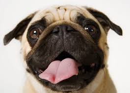 Image result for pug