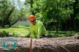 The population according to the 2010 census was 16,218. Long Island Tree Service Company Nyc Clearview Tree Land Corp