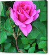 Image result for Rosa sp.