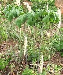 Image result for Anchomanes