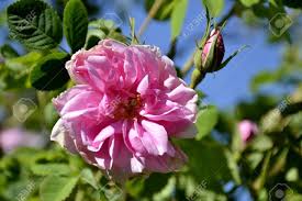 Our vines & roses offer edges with great retention that belong in every great chef's collection. Details Of Wild Damascus Rose And Green Leaves Stock Photo Picture And Royalty Free Image Image 75317719