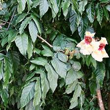 Image result for Markhamia obtusifolia