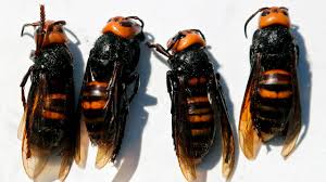 1,715,525 likes · 24,481 talking about this. Do Murder Hornets Really Exist The New Yorker