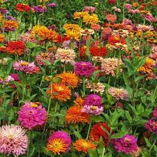 It's hard to pinpoint a real challenge to growing zinnias. Giant Cactus Pinca Mix Zinnia Seeds Annual Flower Seeds