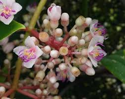 Image result for Buchnera pulcherrima