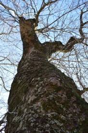 The decor is very campy. Photos Of Italian Maple Trees Acer Opalus Monumentaltrees Com