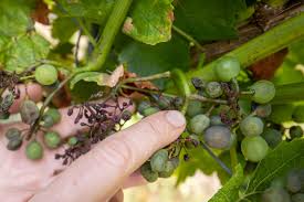 Image result for peronospora grapevine