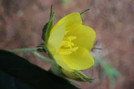 Image result for Melhania prostrata