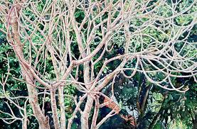 1959) is a malaysian artist who is one of asia's most accomplished chang fee ming in his studio in mengabang telipot. Chang Fee Ming A Traveller S Diary Singapore Art Gallery Guide Art Events Exhibitions In Singapore