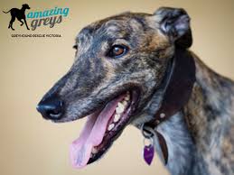 Happy new year greyhound fans! Pin By Dianne Walters On Greys Greyhound Greyhound Rescue Greyhound Adoption