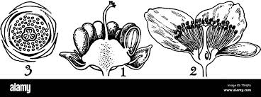 Image result for Ochthocharis dicellandroides