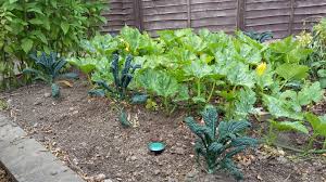 Your own experience over the course of a season will be the most accurate. Steve Solomon S Complete Organic Fertiliser Cof Metric Calculator This Dad Does