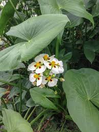 Image result for Fuirena sagittata