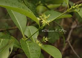 Image result for Cryptolepis obtusa