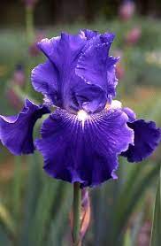 Daughter Of Stars Iris Flowers Iris Garden Beautiful Flowers