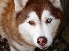 Siberian Husky Wikipedia
