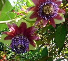 Image result for Passiflora sanguinolenta