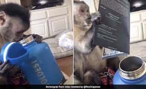If these needs are not addressed. Monkey S Delight At Receiving A Gift Amuses Twitter Video Is Viral