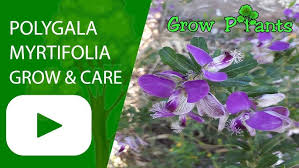 Image result for Polygala arenaria
