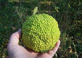 There are 23 total devil fruits in the game. 10 Hedge Apple Osage Orange Horse Apple Monkey Ball Maclura Etsy Hedge Apples Maclura Pomifera Tree Seeds