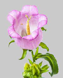 bloomon lentebloemen maart 2020 fruhlingsblumen fruhling blumen fruhlingsstrauss