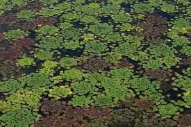 Image result for Trapa natans