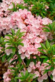Elf Dwarf Mountain Laurel Mountain Laurel Laurel Shrub Garden Shrubs