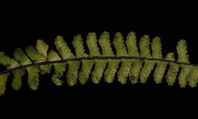 Image result for Asplenium laurentii