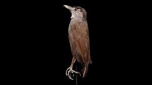Pasalnya burung langka ini sangat dilindungi oleh. Burung Langka Kalimantan Ditemukan Lagi Usai Hilang 172 Tahun