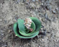 Image result for Osyridicarpos