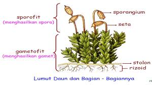 Presentationslumut 1 Option Pertanyaan 2 Pertanyaan 3 Pertanyaan Soal Ppt Download