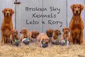 We are expecting beautiful, healthy, intelligent, light colored golden retriever puppies with superb temperments june tenth. Broken Sky Kennels Hunting Dogs Breeding Dogs Hunting Dog Breeds