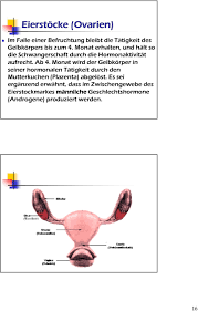 Weibliche geschlechtsorgane dienen der fortpflanzung und dem lustempfinden. Aufbau Und Funktion Der Weiblichen Geschlechtsorgane Pdf Free Download