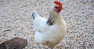 Urdupoint presents an amazing online poultry products daily prices service. 10 Best Egg Laying Chicken Breeds Up To 300 Per Year