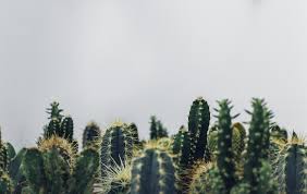 The table below lists examples of other succulents that resemble cacti but are not. Cactus 101 Living Color Garden Center