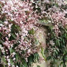 De grieken noemden namelijk allerlei soorten klimplanten clematis, wat 'rankend' betekent en op het klimvermogen slaat. Clematis Hendersonii Rubra Groenblijvend Clematide Clematis Armandii Sempreverde