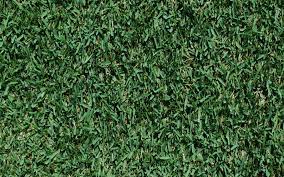 Because of how dense zoysia grass is, it makes a full and thick lawn, and it is very resistant to wear and tear. Zoysia Grass The Good The Bad And The Ugly Grass Pad