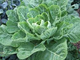 Collards and kale (brassica oleracea var. Leafy Greens University Of Maryland Extension