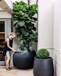 The fiddle leaf fig is easily recognizable and loved for its distinctive foliage. 10 Things Nobody Tells You About Fiddle Leaf Fig Trees Gardenista