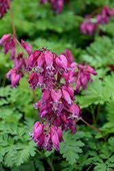 Click To View A Full Size Photo Of Luxuriant Bleeding Heart Dicentra Luxuriant At Gertens Bleeding Heart Herbaceous Perennials Garden Border Edging