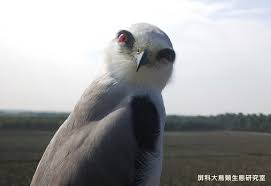 當黑翅鳶碰上相機談農田裡的生物防治法 老鷹棲架 dq 地球圖輯隊帶你看透全世界 animals formosa nature