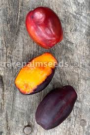 Image result for Anisophylleaceae