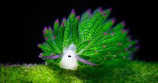 Посмотрите твиты по теме «#leafsheep» в твиттере. Sea Sheep This Adorable Sea Slug Eats So Much Algae It Can Photosynthesize Bored Panda