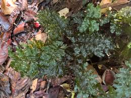 Image result for Trichomanes crispiforme