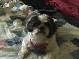 Why buy a shih tzu puppy for sale if you can adopt and save a life? St Charles Mo Shih Tzu Meet Bo A Pet For Adoption