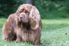 Image result for sussex španěl